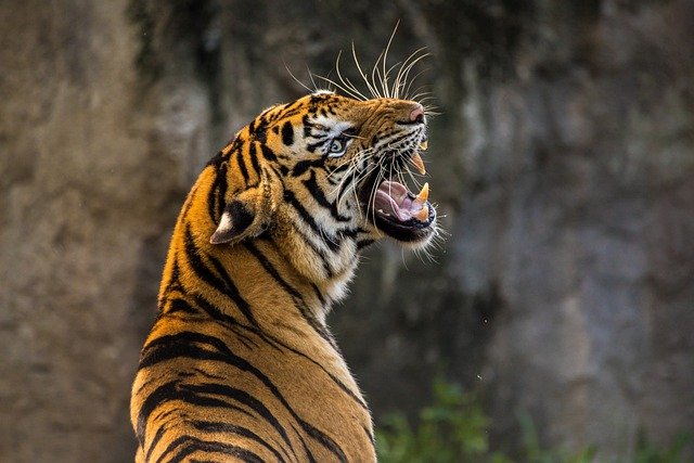 tygři jsou častými obyvateli zoo